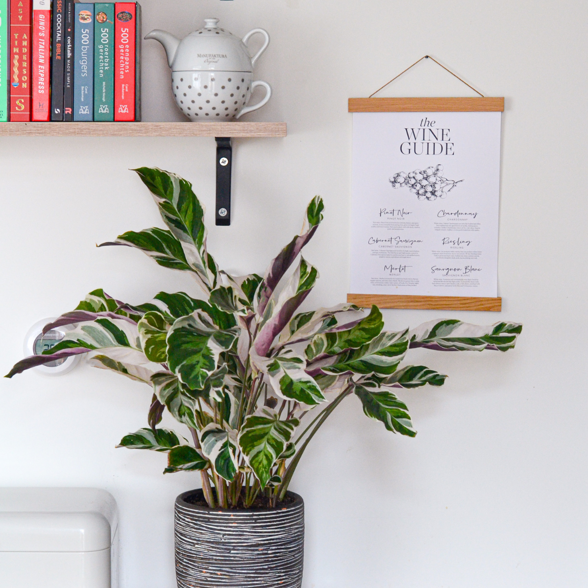 Prayer Plant - Calathea Lietzei 'White Fusion' - Height 30-40cm - ⌀14cm