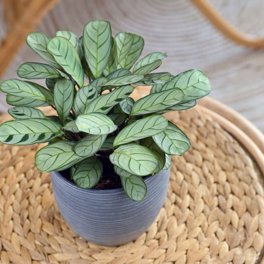 Never Never Plant - Ctenanthe 'burle-marxii' - Height 30-40cm - ⌀14cm