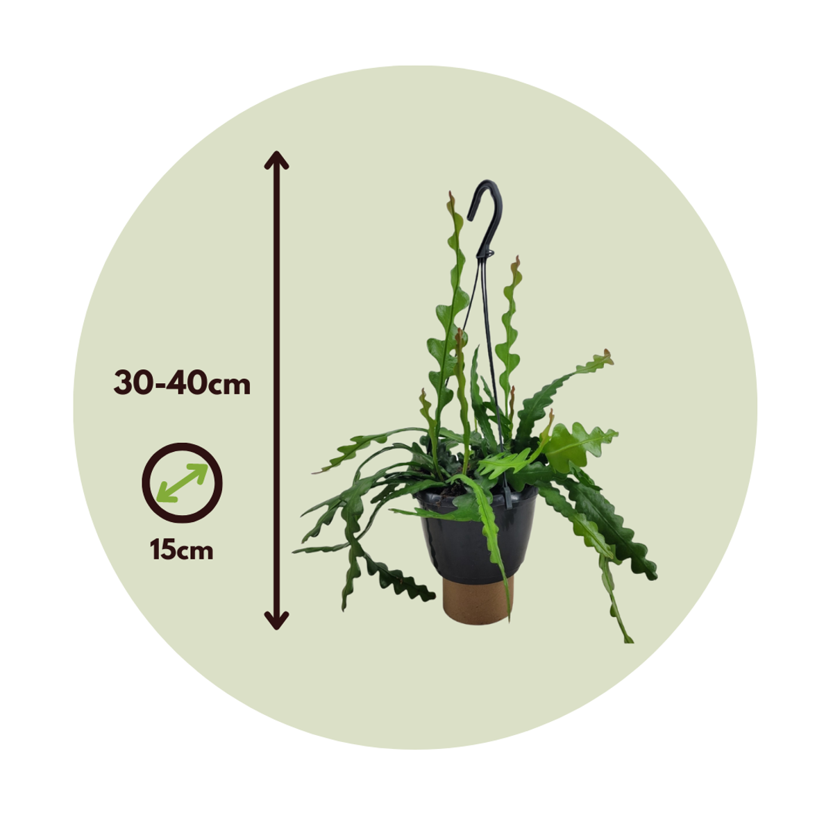 Orchid cactus - Epiphyllum 'Anguliger' - Height 30-40cm - ⌀15cm
