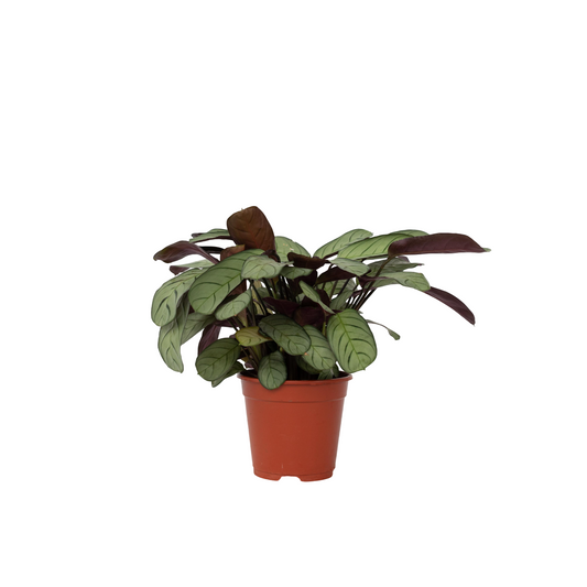 Never Never Plant - Ctenanthe burle-marxii 'Amagris' - Height 25-35cm - ⌀14cm