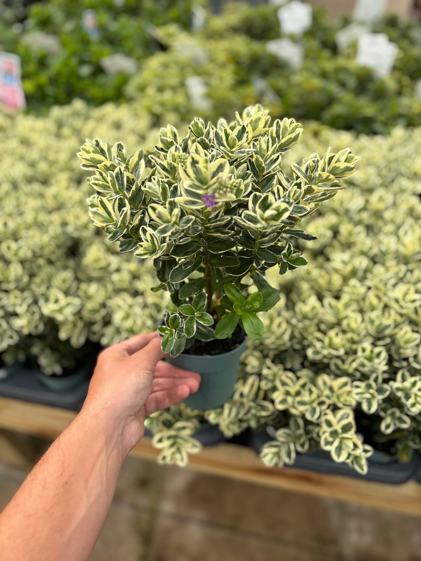 Variegated Hebe andersonii Katrina 1L/5L