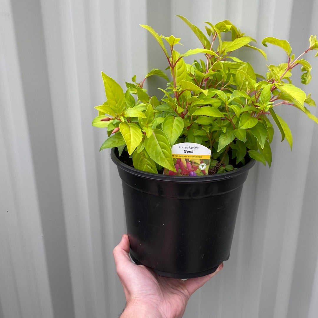 Hardy Fuchsia 'Genii' 9cm shrub flower