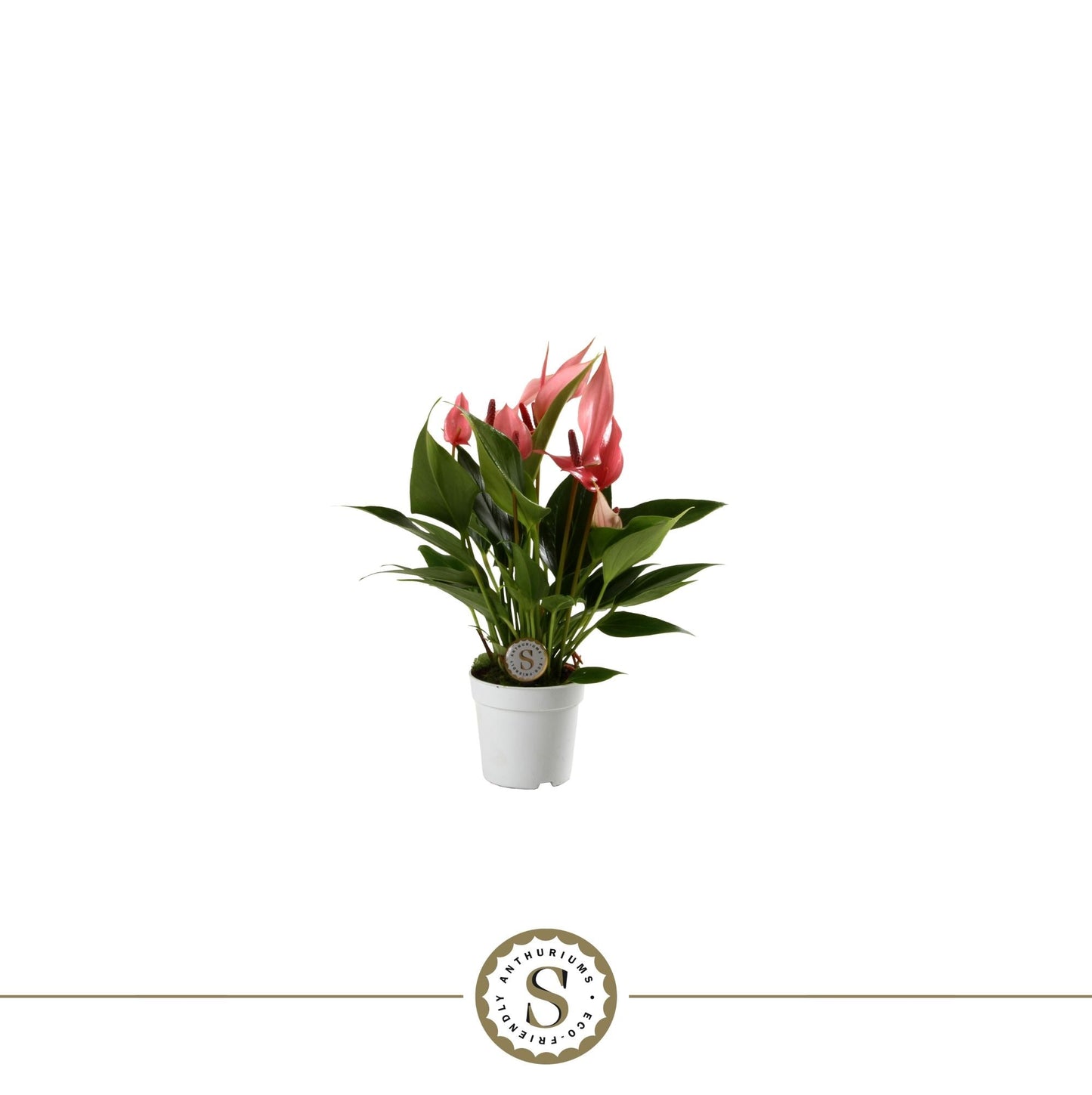 Anthurium St Lilli
