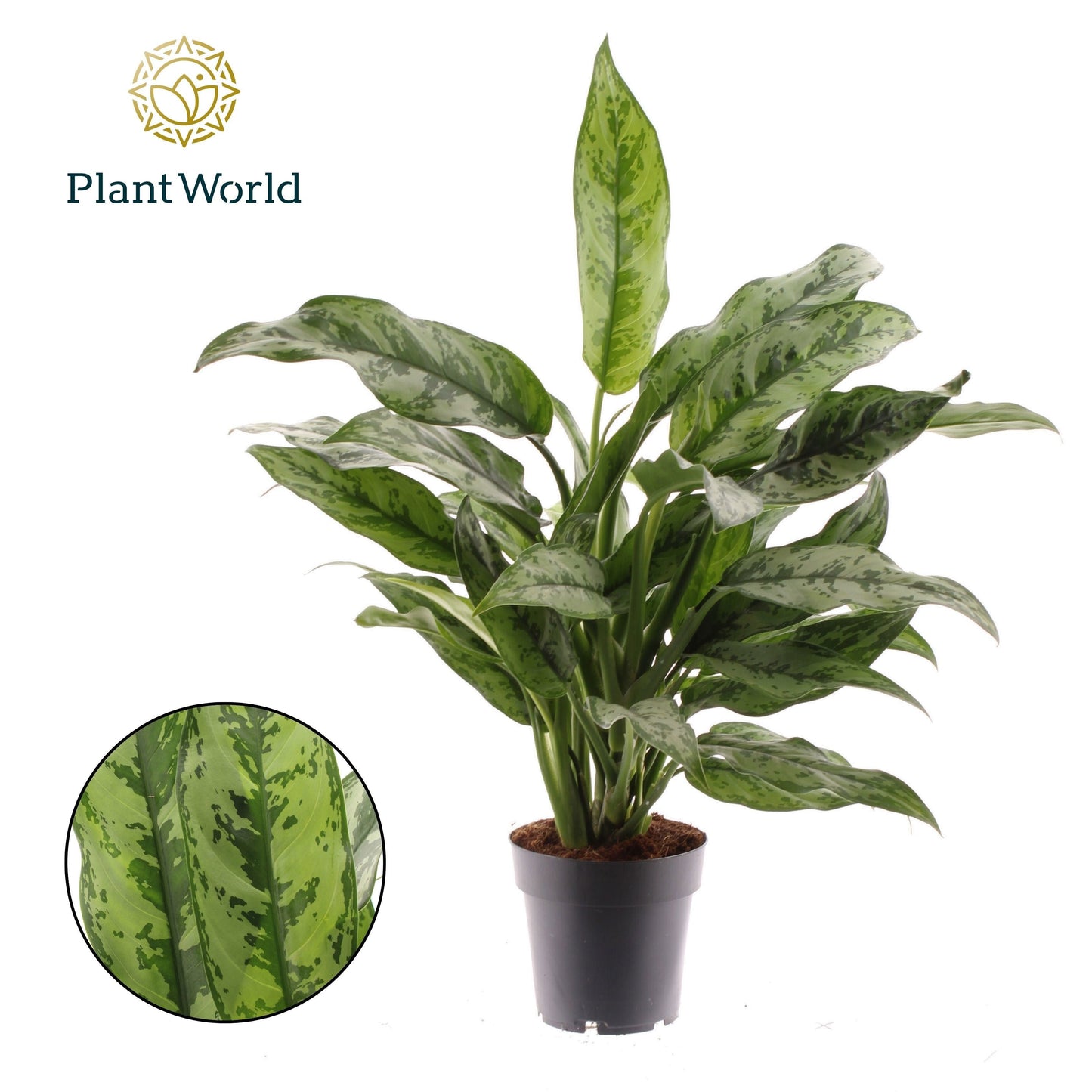 Aglaonema Romeo