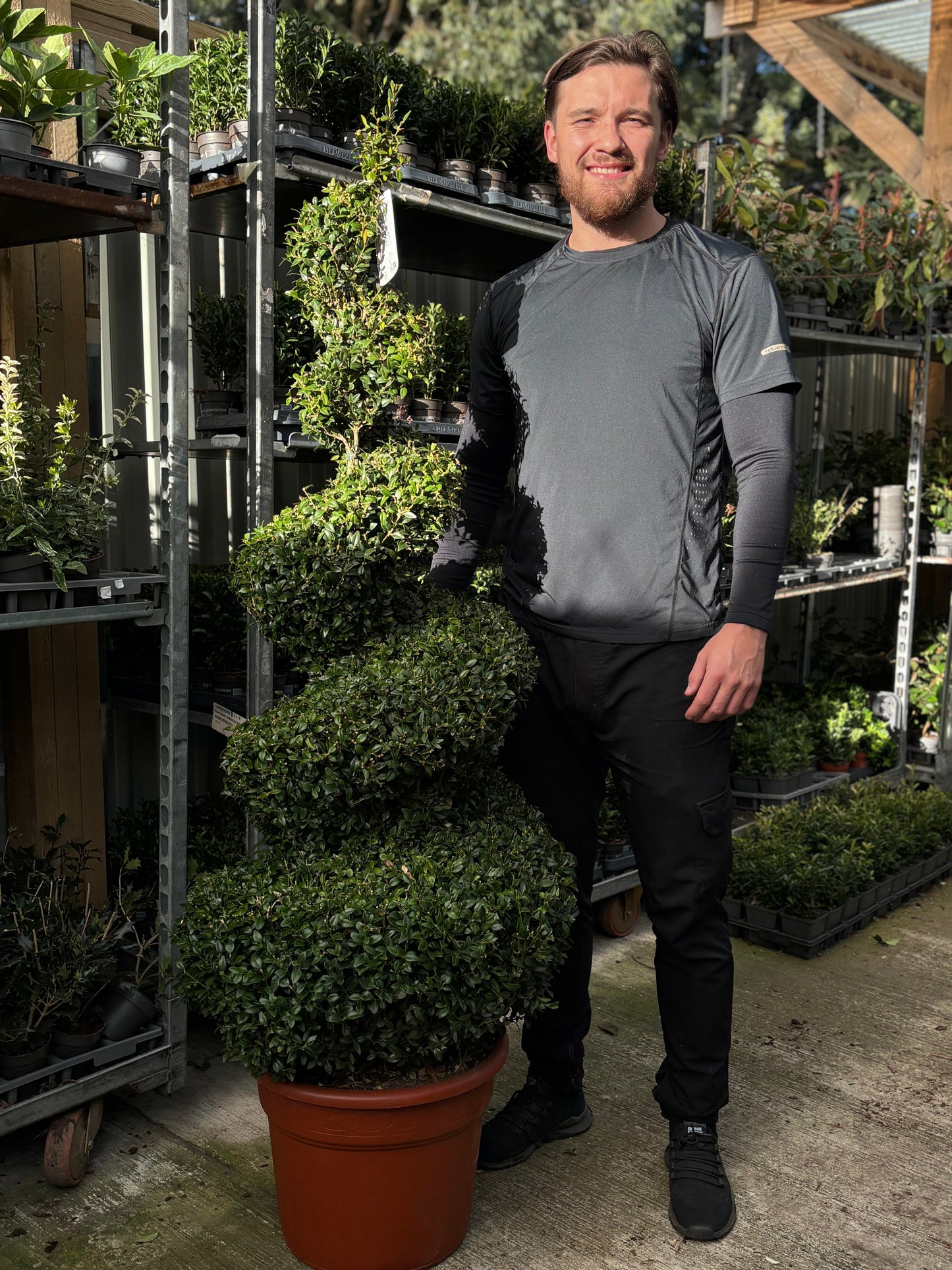 Buxus Spiral | Buxus sempervirens Topiary | Box Spiral