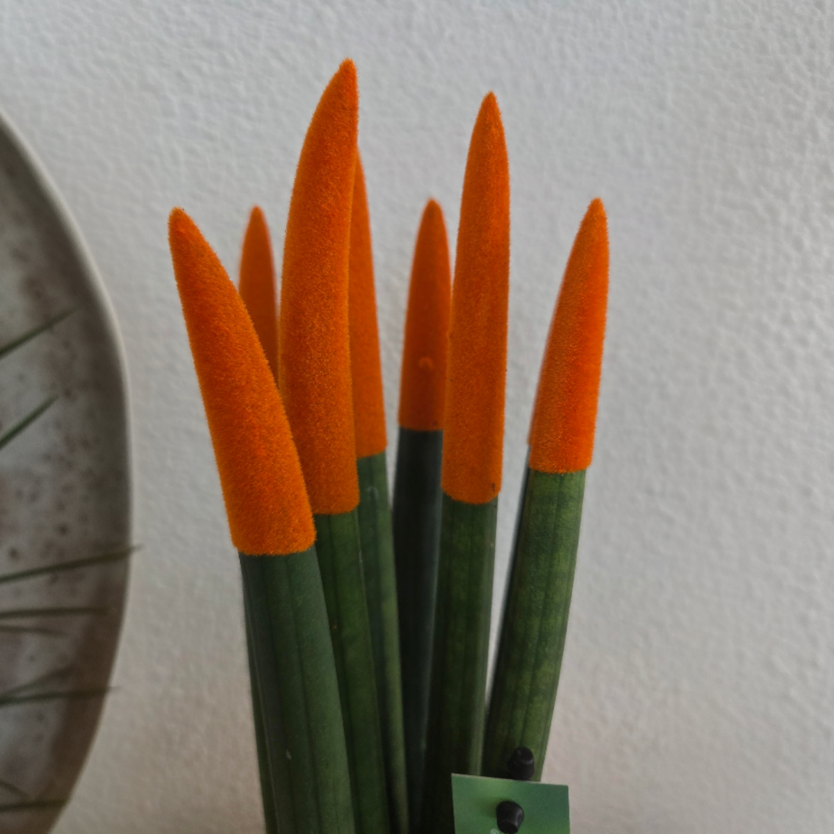 Snake Plant Velvet Touch - Sansevieria cylindrica - Height 20-40cm - ⌀9cm