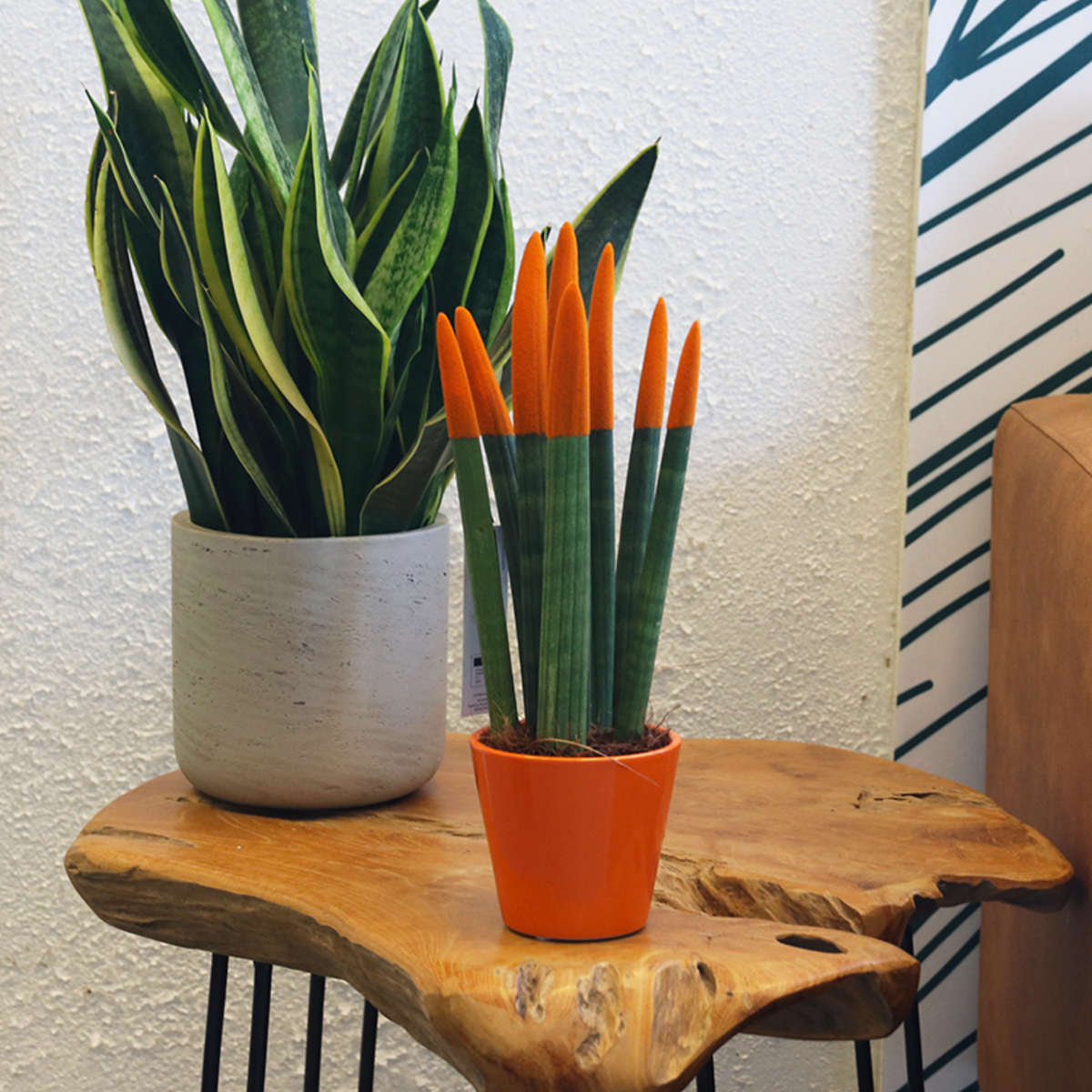 Snake Plant Velvet Touch - Sansevieria cylindrica - Height 20-40cm - ⌀9cm