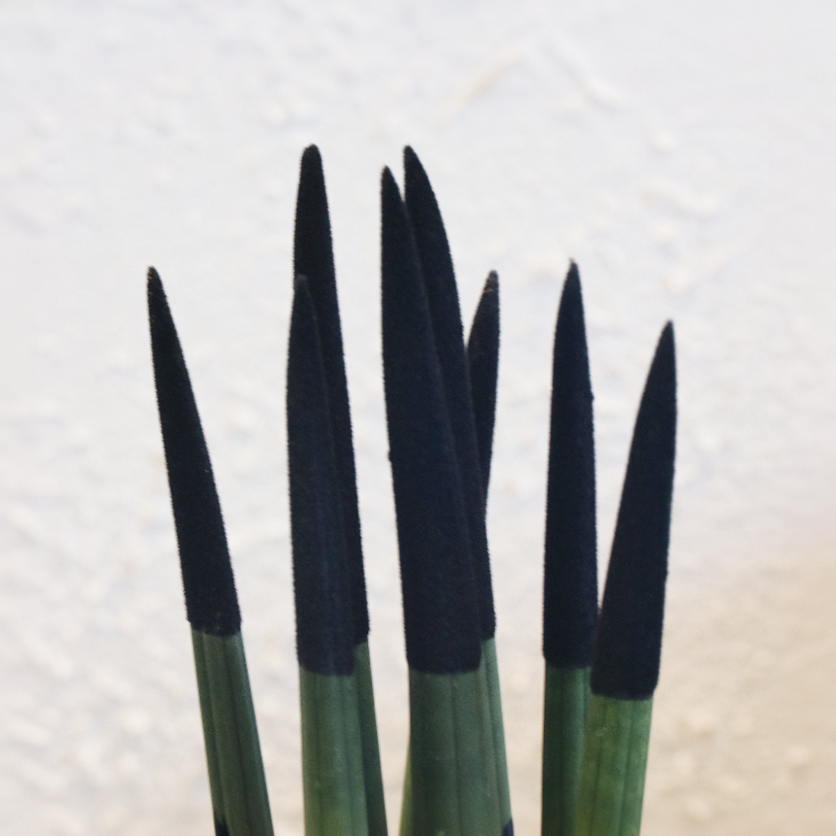 Snake Plant Velvet Touch - Sansevieria cylindrica - Height 20-40cm - ⌀9cm
