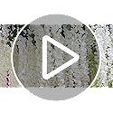 Veryhome 12PCS Artificial Wisteria Hanging Garland Fake Wisteria Vine Hanging Flower Bush String Artificial Flowers for Wedding Decorations,3.6 Feet (White)
