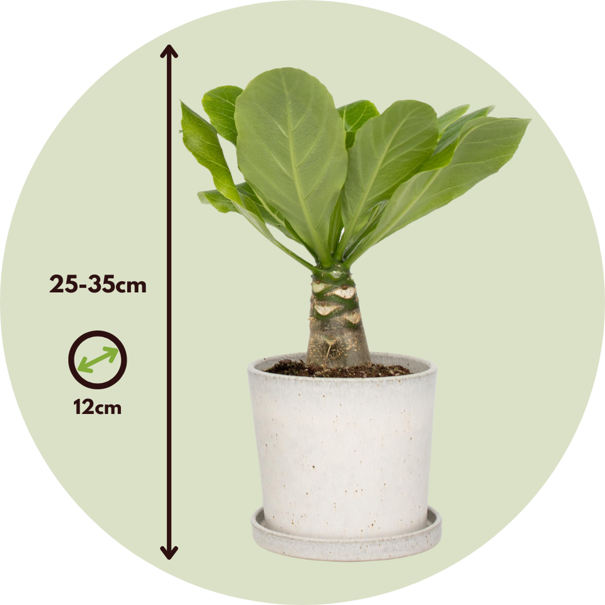 Hawaii Palm - 2 pcs. - Brighamia 'Insignis' - Height 25-35cm - ⌀12cm