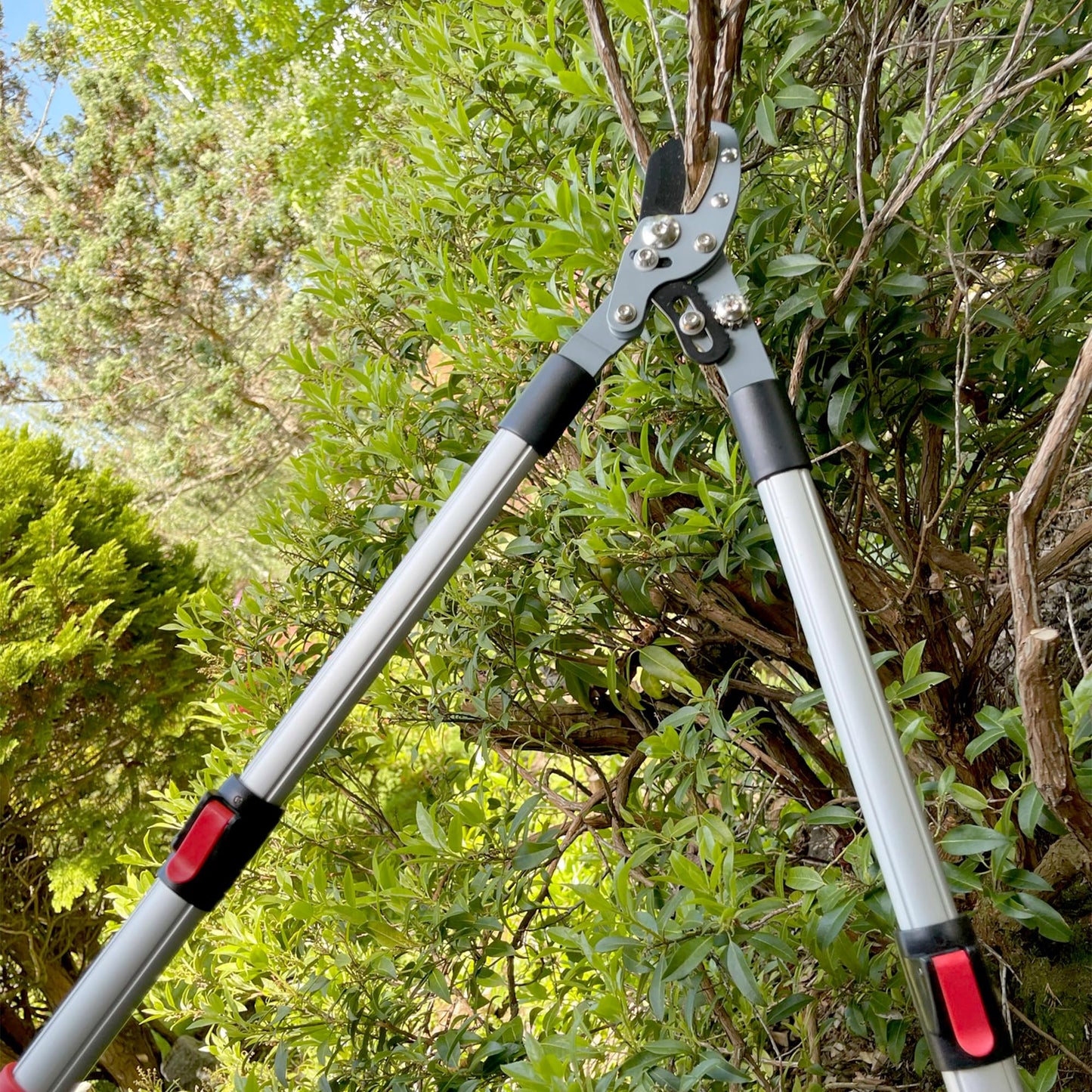 Darlac Telescopic Anvil Garden Loppers ? Lightweight Action Loppers with Extendable Handles Ideal for Pruning Hard or Dead Wood - SK5 High Carbon