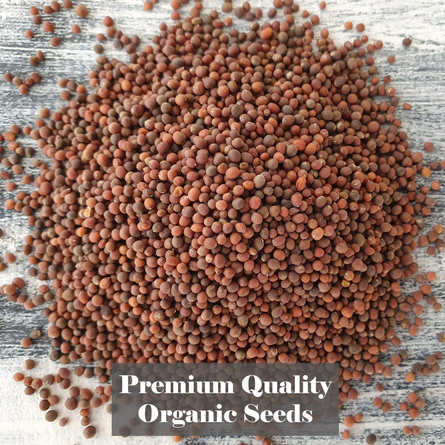 Verdant Republic Organic Broccoli Calabrese Sprouting Seeds 250g/500g/1kg | Non-GMO, Rich in Nutrients | Easy to Sprout in 5 Days| High Germination