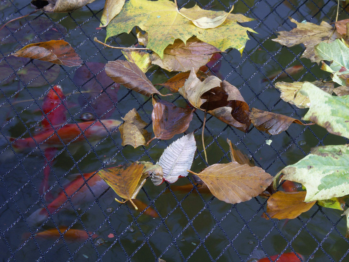 Blagdon 1022415 Clearview Pond Cover Netting, Strong Double Weave, Black, Fine, with 10 Fixing Pegs, Net Size 6m x 5m (20? x 16? 6?), Protects Pond