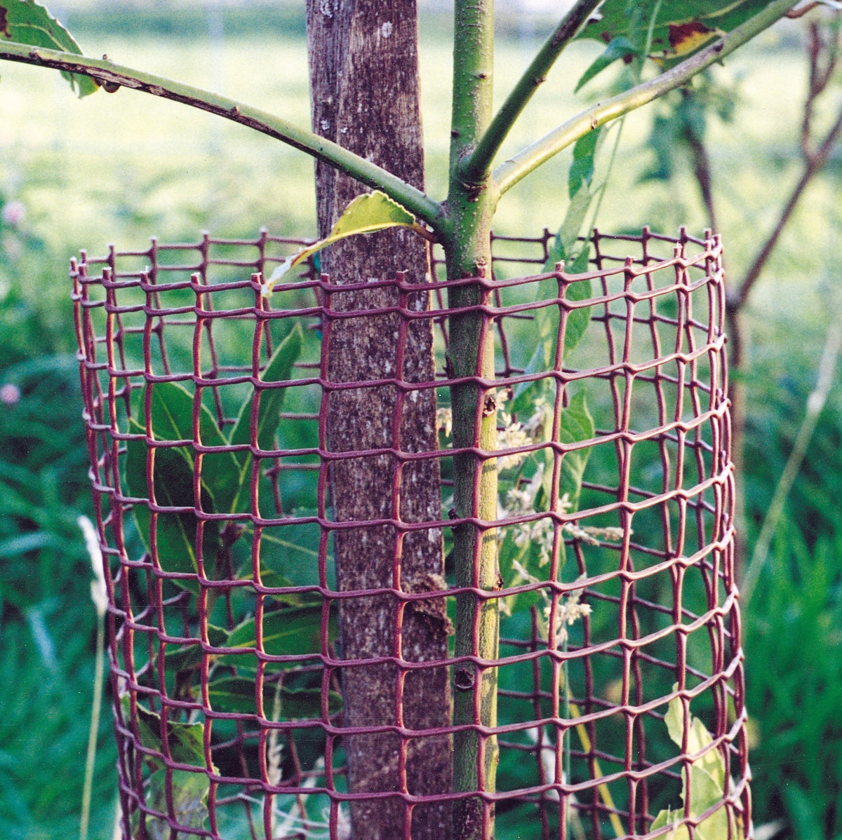 Tildenet 50 mm 0.5 x 20 m Plastic Mesh ? Brown, 10110