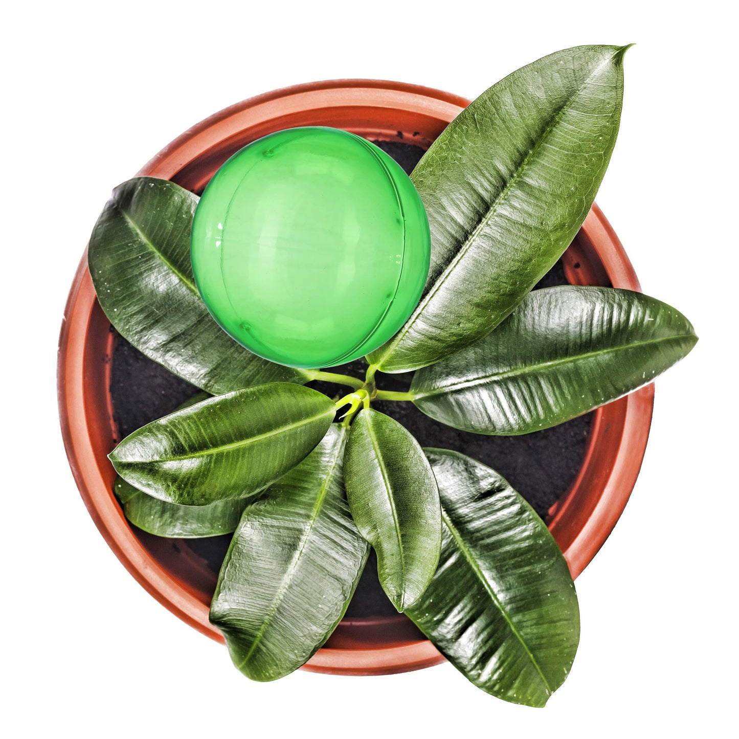 Relaxdays Watering Globes, Set of 4, Regulated Irrigation, 2 Weeks, Pot Plants, Plastic Sphere, Bulb, Transparent, ?: 8 cm