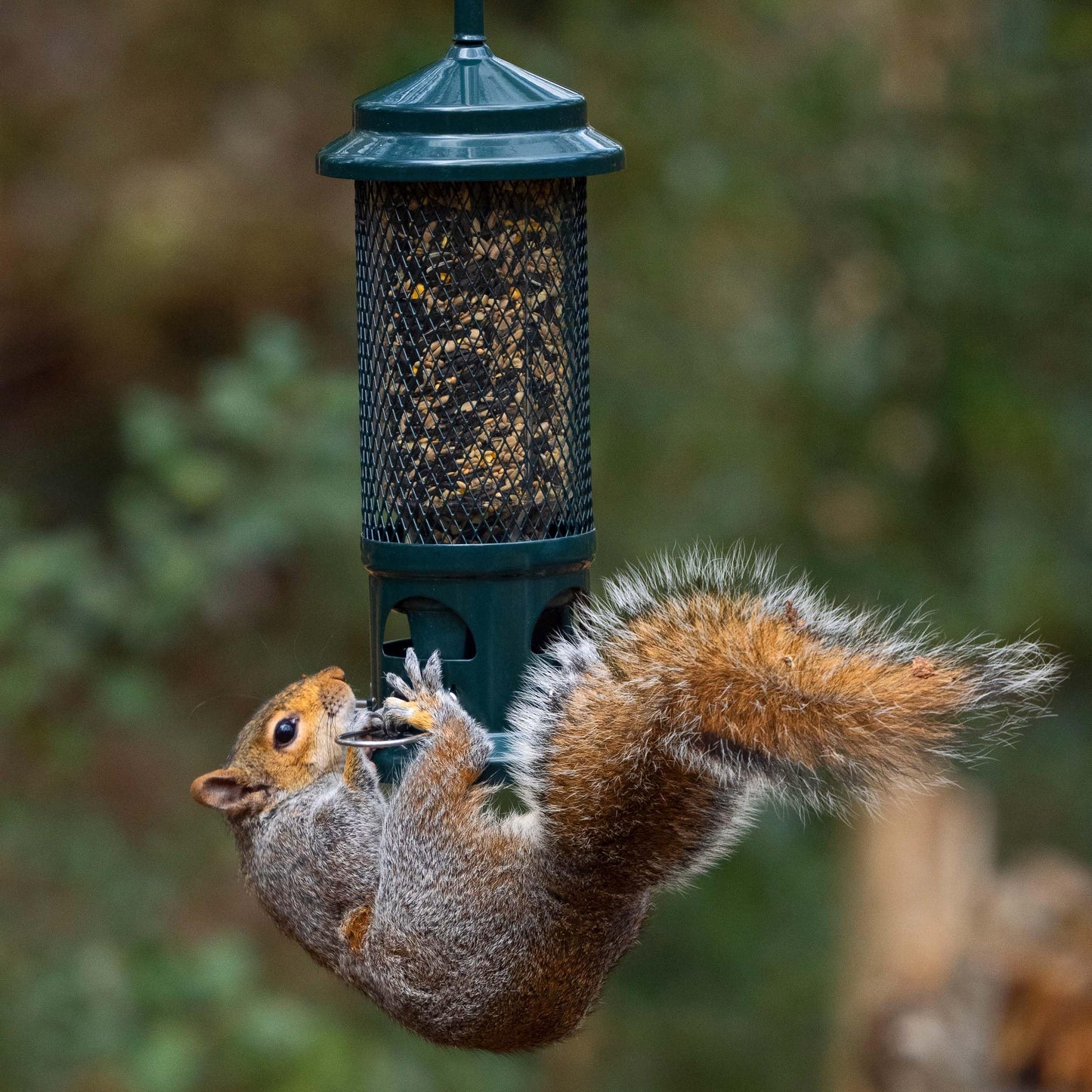 Squirrel Proof Bird Feeder for Seeds - Jacobi Jayne? Squirrel Buster? Seed Bird Feeder ? Pigeon Proof Metal Bird Seed Feeder for Wild Birds ? Easy