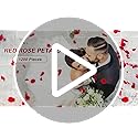 Redamancy 1200 pcs Red Rose Petals, Artificial Rose Flowers, No-Taste Emulation Silk Rose Petals for Wedding, Valentine's Day, Confession, Party Decoration