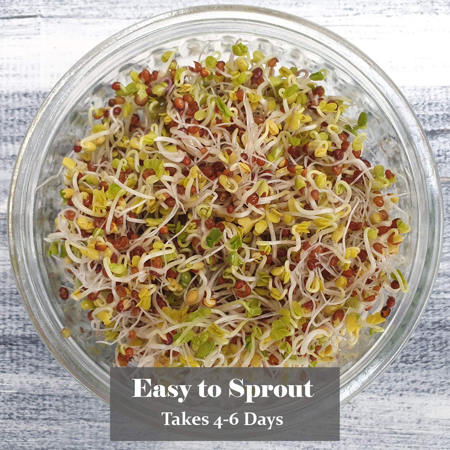 Verdant Republic Organic Broccoli Calabrese Sprouting Seeds 250g/500g/1kg | Non-GMO, Rich in Nutrients | Easy to Sprout in 5 Days| High Germination