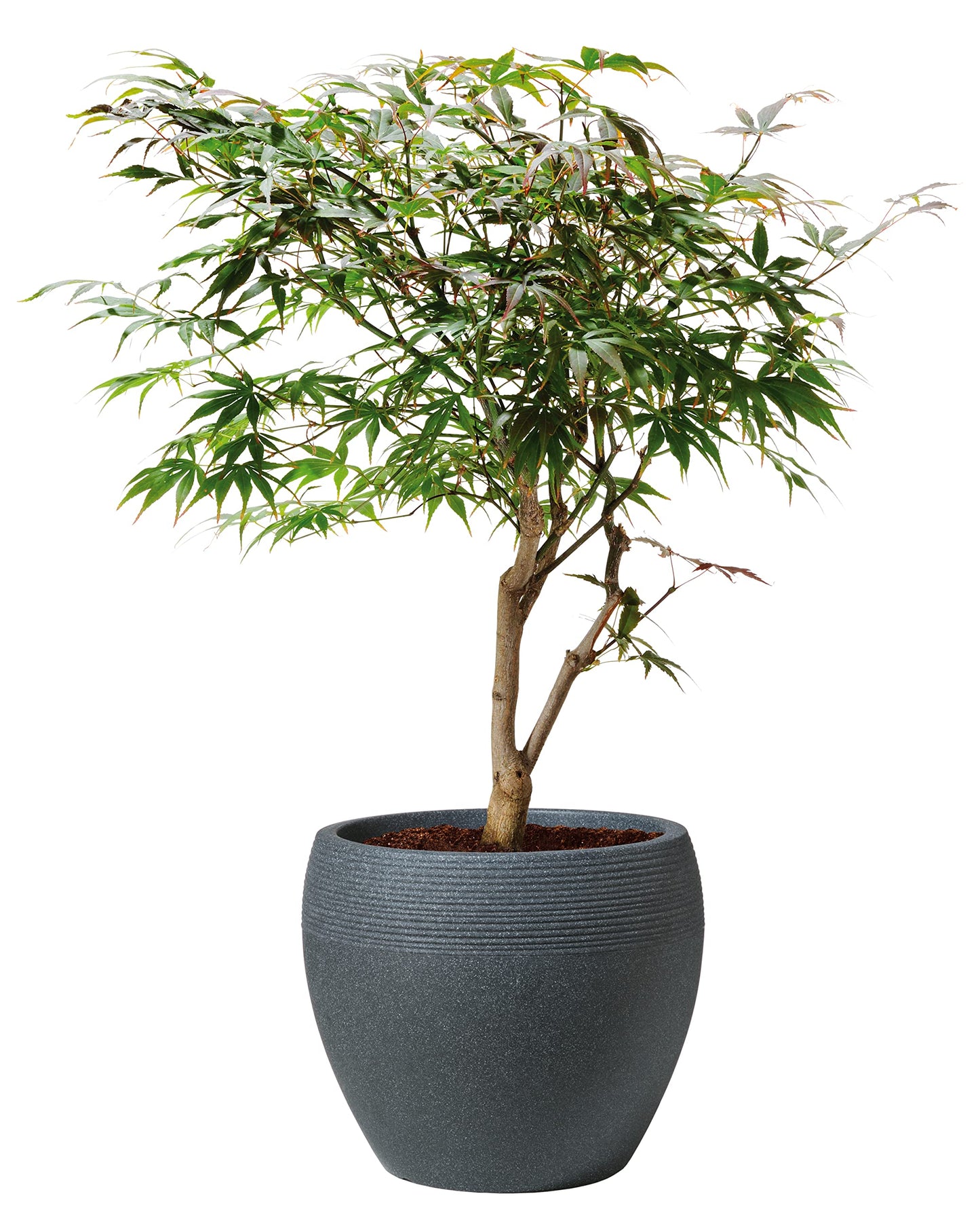 Scheurich Lineo Planter 47cm