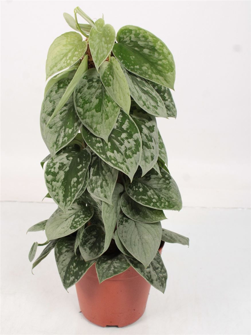 Scindapsus Silvery Ann