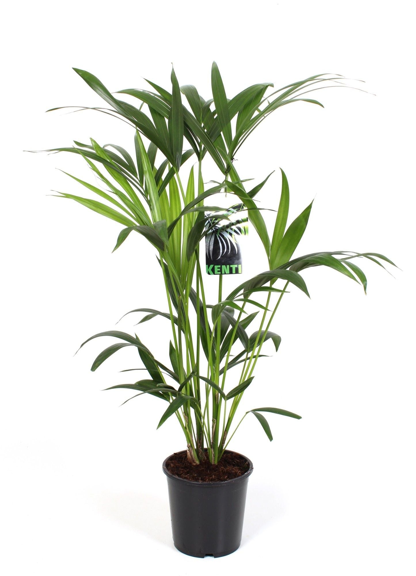 Howea Forsteriana 4pp
