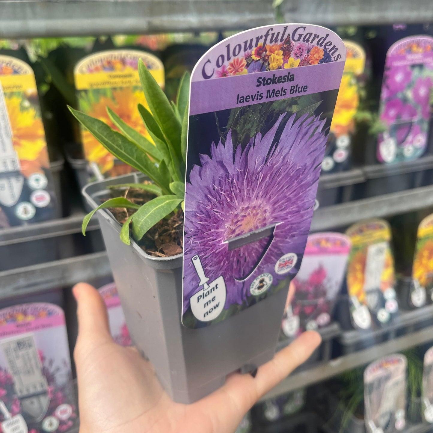 Stokesia laevis 'Mel's Blue' 9cm/2L