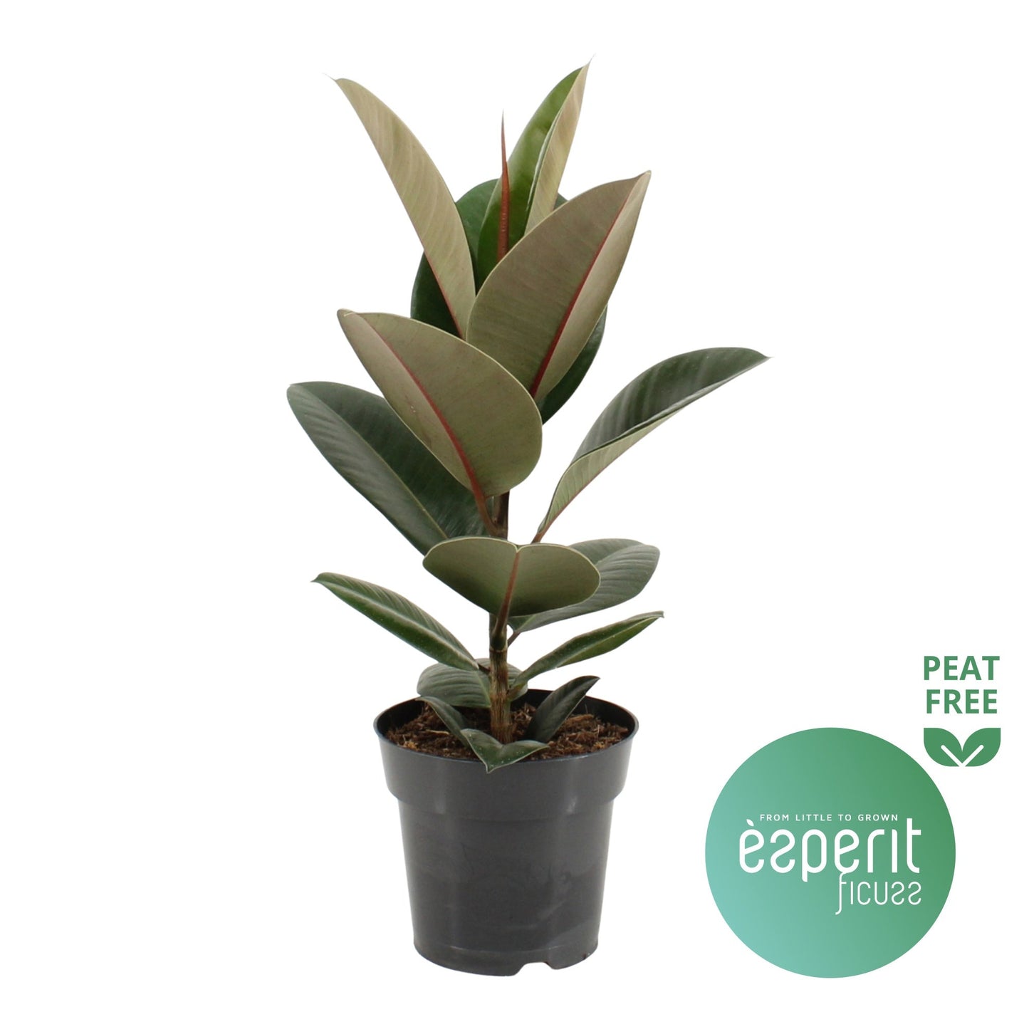 Ficus El Robusta