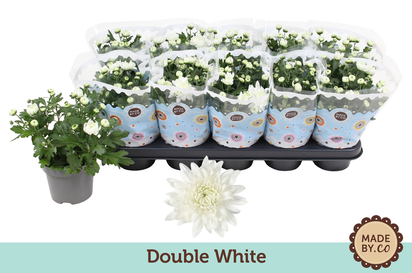 Chrysanthemum Wit Double
