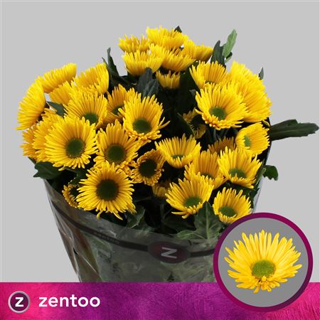 Spray Chrysanthemum - Chrysanthemum - Korona