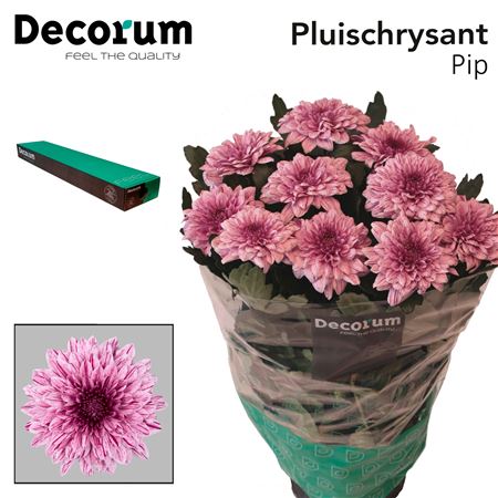 Chrysanthemum G Pip