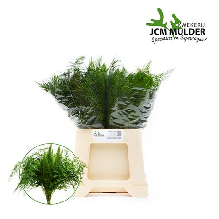 Asparagus Mix