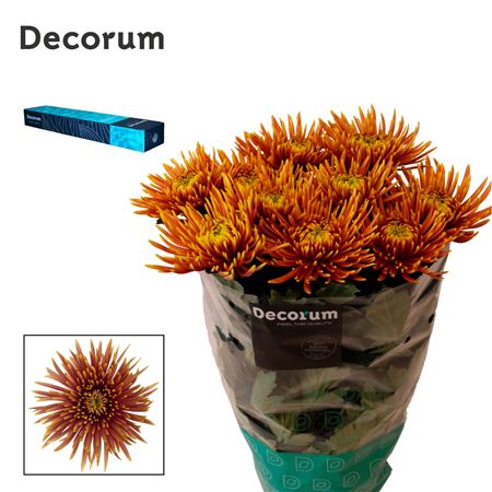 Chrysanthemum G Saffina