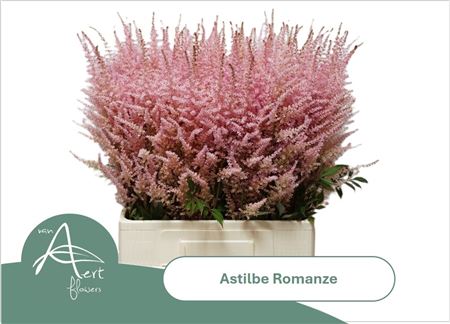 Astilbe Romanze