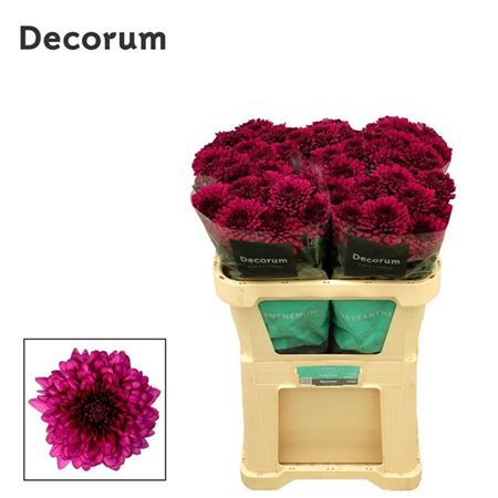 Chrysanthemum G Lamira