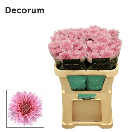 Chrysanthemum G Kalimba