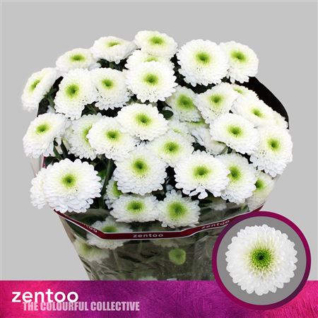 Spray Chrysanthemum - Chrysanthemum (Indicum Grp) - Daydream
