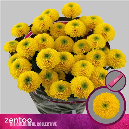 Chrysanthemum Spray Letitbe