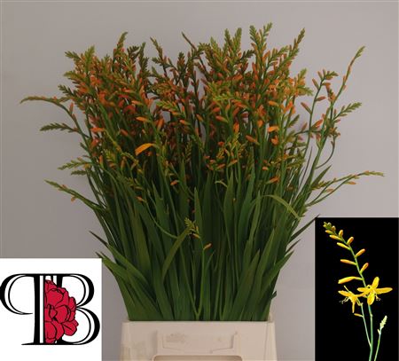 Orange Crocosmia Cut Stems – 65cm