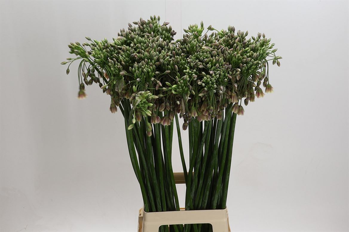 Allium Nect Siculum Bulgar