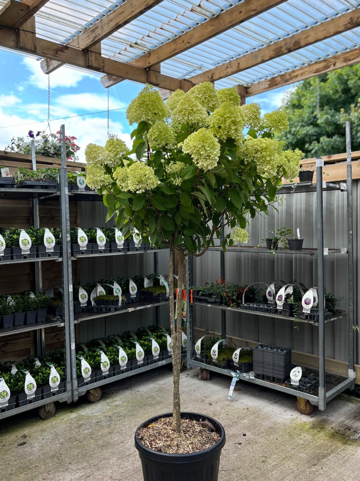 Hydrangea paniculata 'LimeLight€™ Multistem Tree 12L-45L