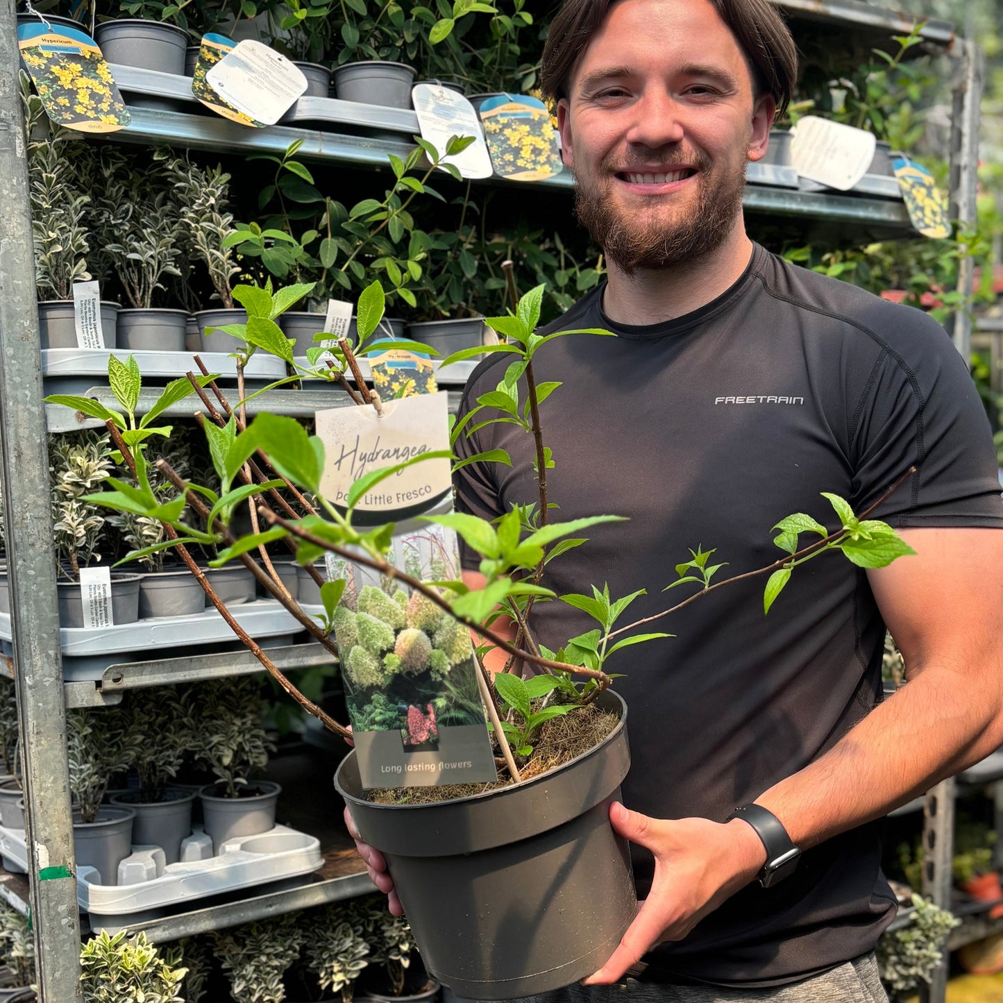 Hydrangea paniculata 'Little Fresco' 5L