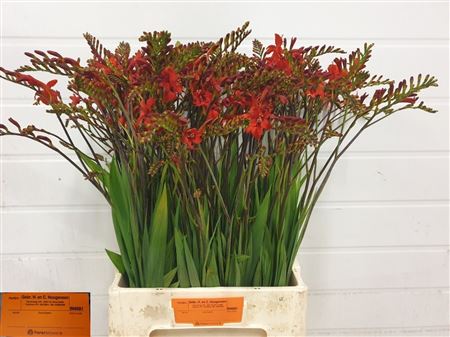 Crocosmia ‘Lucifer’ Cut Stems – 75cm