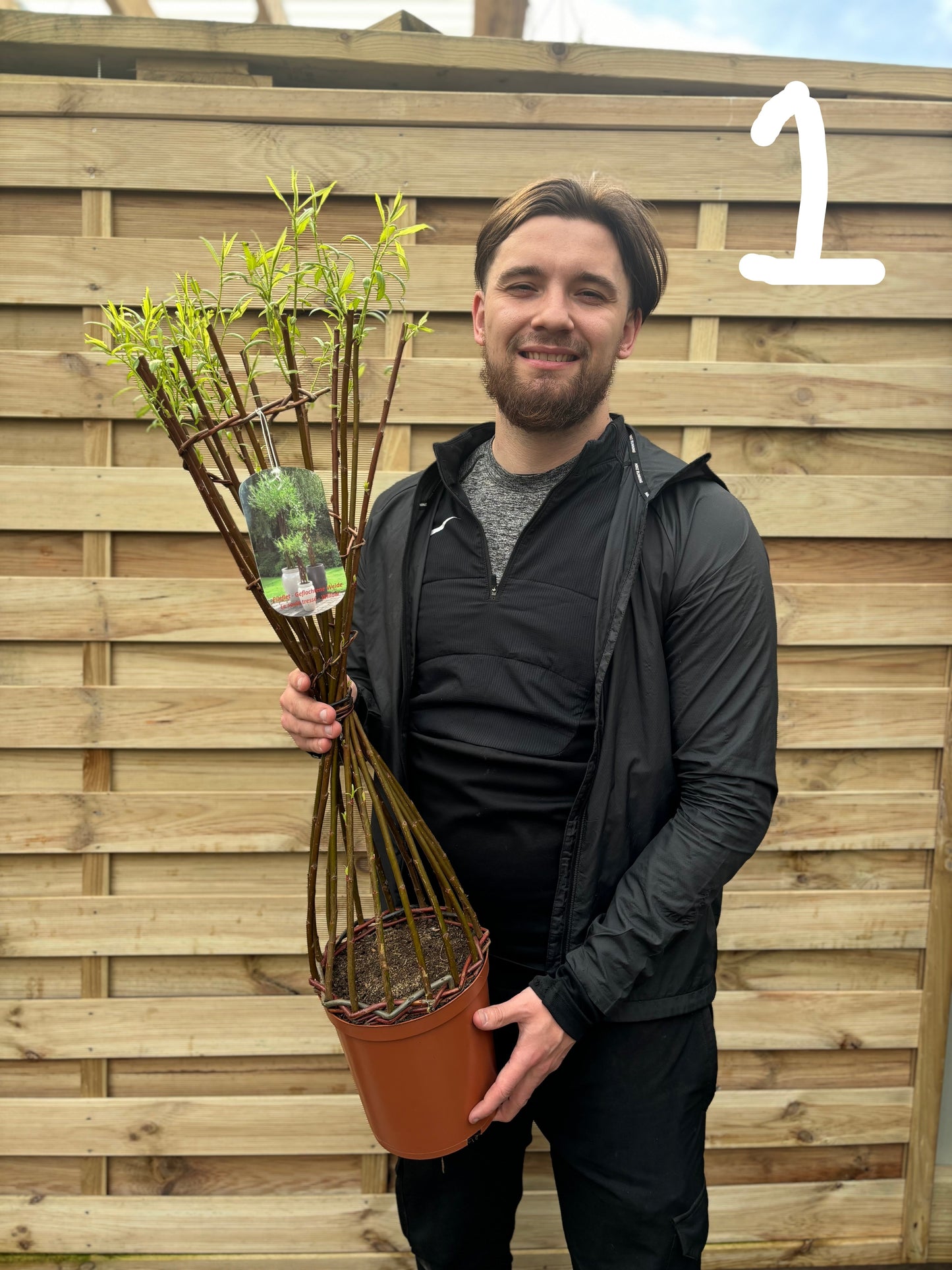 Salix  Living Braided Willow Tree Sculpture (80-90cm)