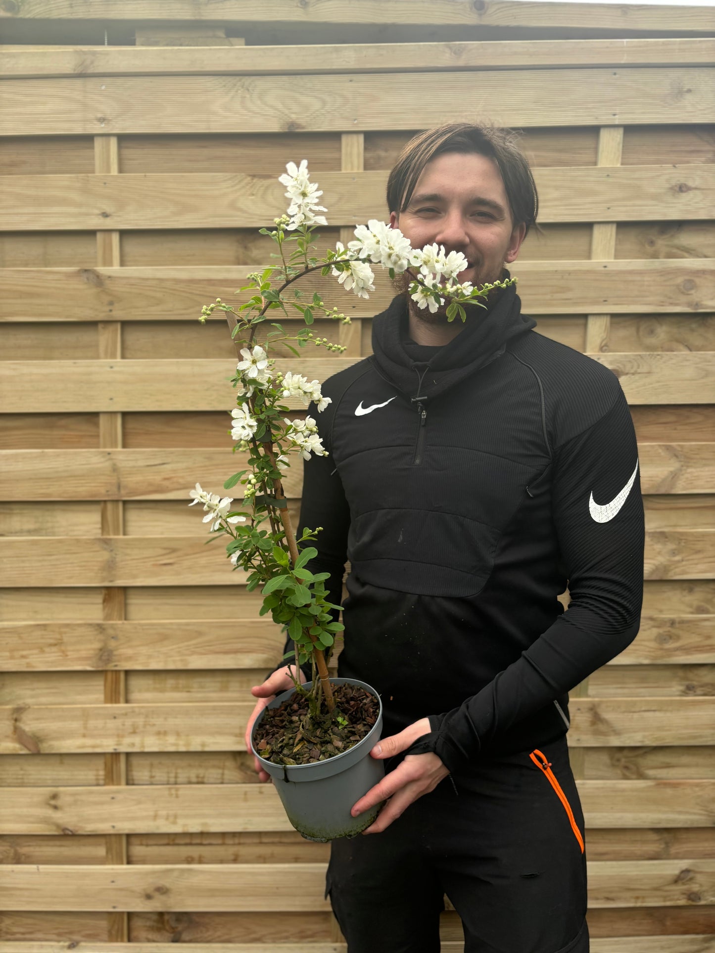 Exochorda Ã— macrantha 'The Bride'  2L