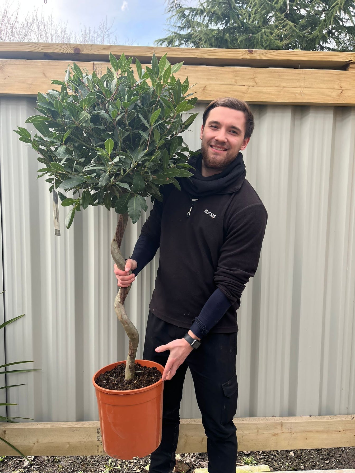 4ft / 5ft Spiral Stem Standard Bay Tree | Laurus nobilis | 110-120cm, 140-150cm.