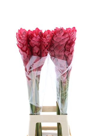 Alpinea Peach Stems – 90cm