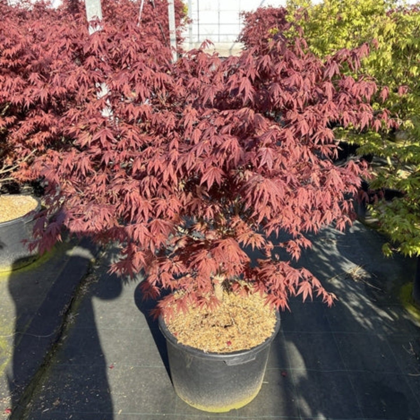 Acer palmatum 'Atropurpureum'