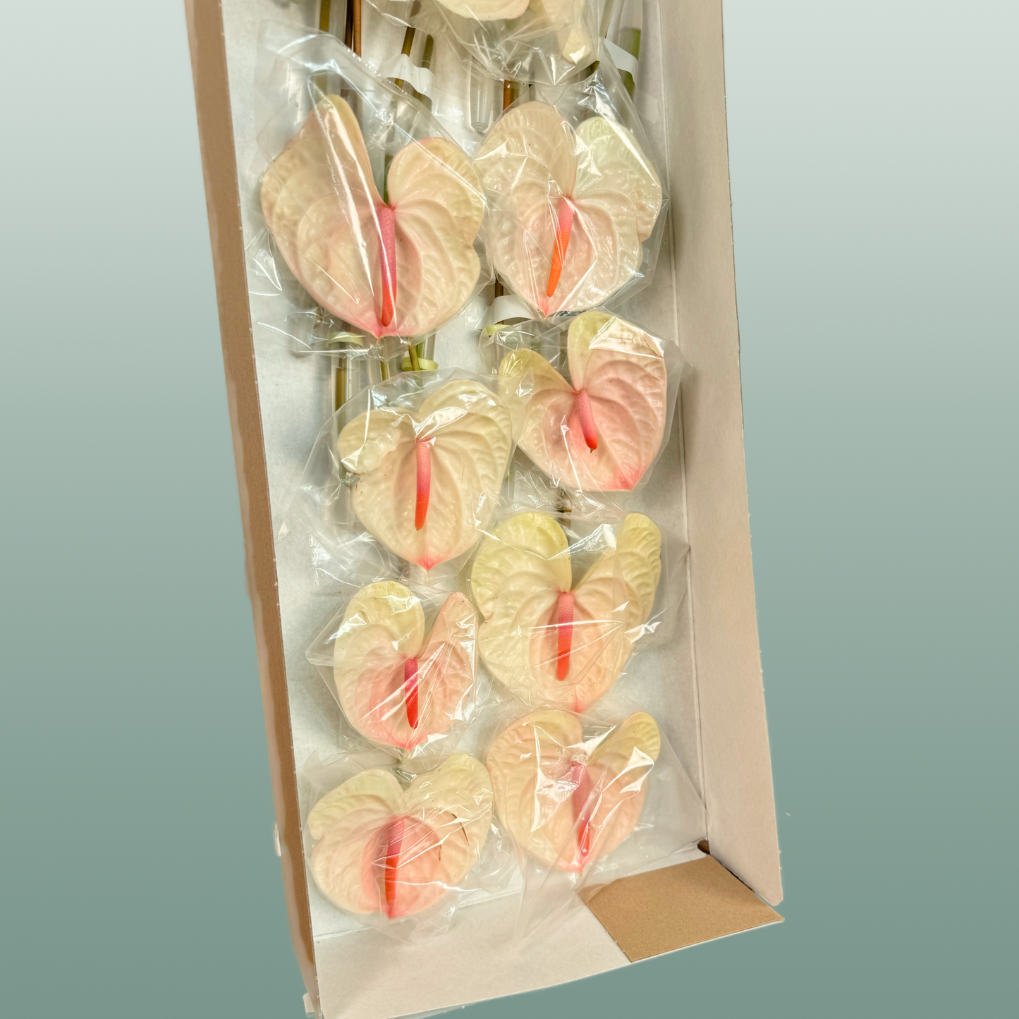 Anthurium Acura