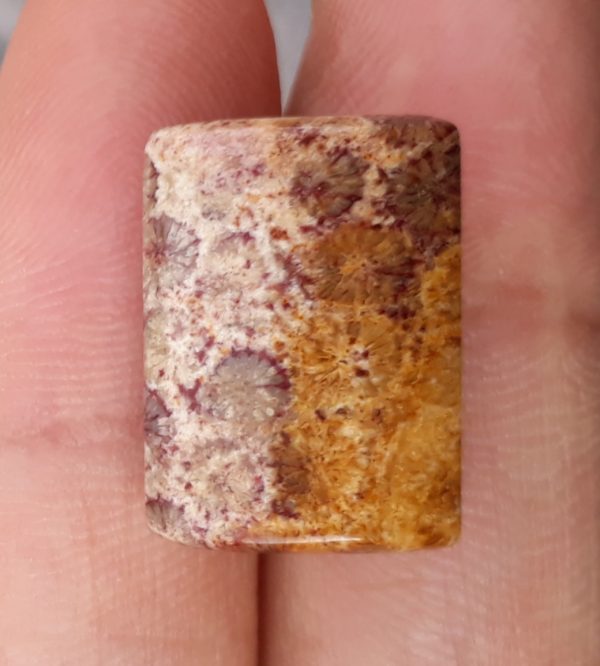 Natural Chrysanthemum Gemstone aka Agatized Coral - 13x18mm