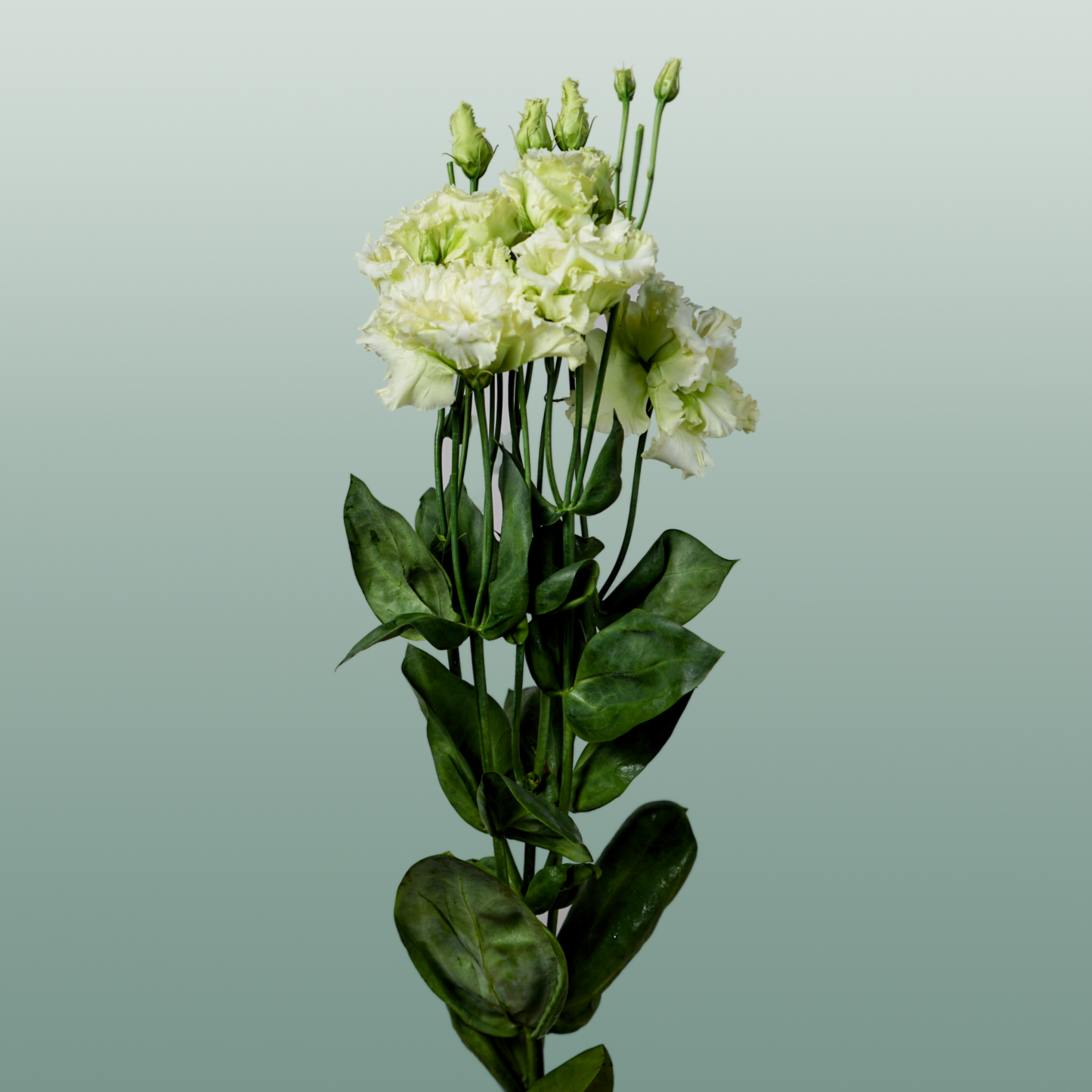 Alissa Green Lisianthus Cut Flowers – 70cm, 10 Stems